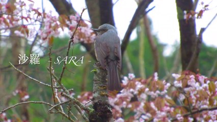 Bulbuls and Cherry Blossoms(ヒヨドリと桜) - Japan's Natural Forest Garden  Bird Watching