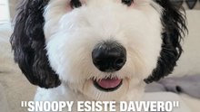 Bayley: la versione in carne ed ossa di Snoopy