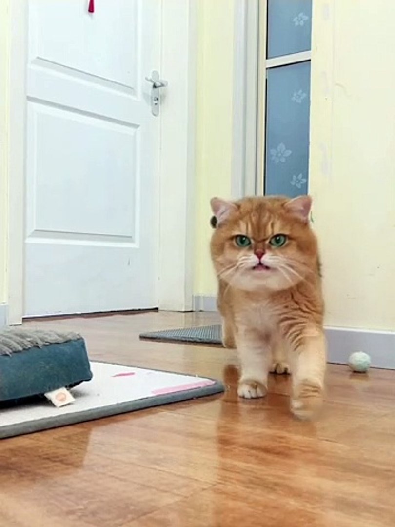 ⁣Cat Funny Moments | Funny Cats | Cute Pets | Funny Animals #animals #pets #cats #cat #catvideos #4u