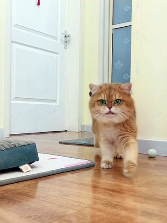 Cat Funny Moments | Funny Cats | Cute Pets | Funny Animals #animals #pets #cats #cat #catvideos #4u