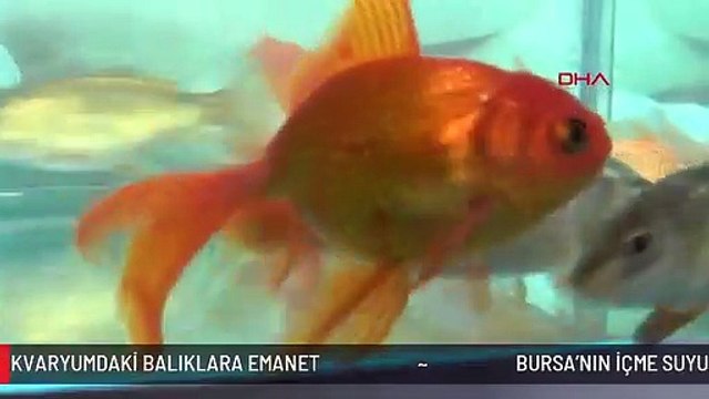 BURSA'NIN İÇME SUYU, AKVARYUMDAKİ BALIKLARA EMANET
