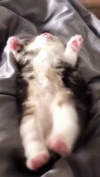 Cat Funny Moments | Funny Cats | Cute Pets | Funny Animals #animals #pets #cats #cat #catvideos #4u