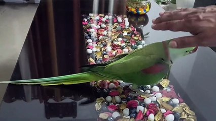 Parrot talking Mummy  that i love you mama