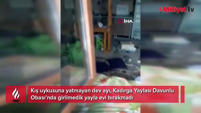 7 aylık kabus böyle bitti! Bir şişe zeytinyağını içip, her yeri paramparça etti