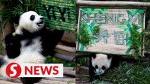 No official date for the return of panda cubs Yi Yi and Sheng Yi, says Zoo Negara