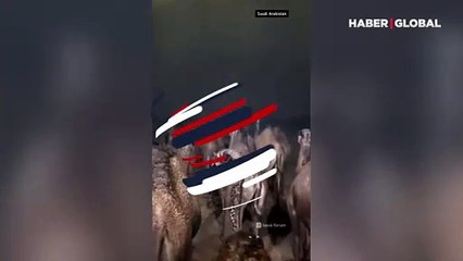 Arabistan'da hava yine karıştı: Develerin zor anları kameraya yansıdı