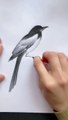 Pencil art birds drawing #Pencil art make a birds