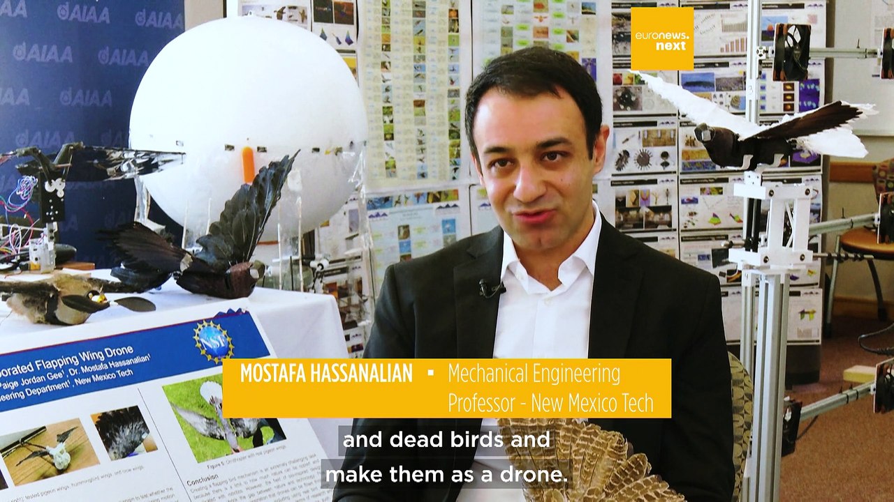 Researchers in the US are resurrecting dead birds and returning them to the skies as hi-tech drones