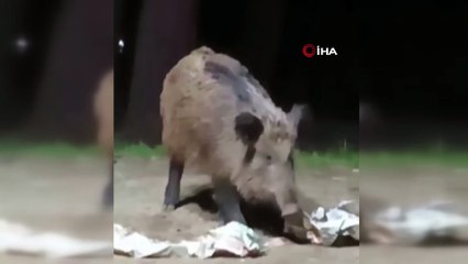 NİSAN AYINDA KAR YAĞINCA DOMUZLAR ŞEHRİN MERKEZİNE İNDİ