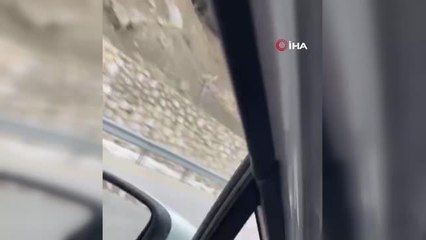 Yol kenarına inen ayılar kameraya böyle yansıdı