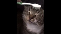 Drôle : ce chat se relaxe avec une brosse à dent