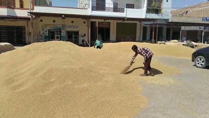 Amidst the drama, the government system became a dwarf, the government procurement of wheat could not start