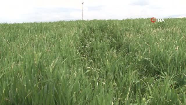 Konya Ovası'nda rekolte için gözler Mayıs yağışlarında