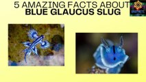 5 amazing Facts about blue glaucus slugs.