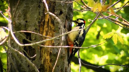 Witness the "Smart and Beautiful" Parrot That Will Blow Your Mind