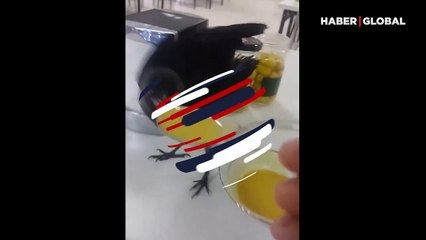 Mercimek çorbasına müptela olan karga, yemeğini böyle istedi