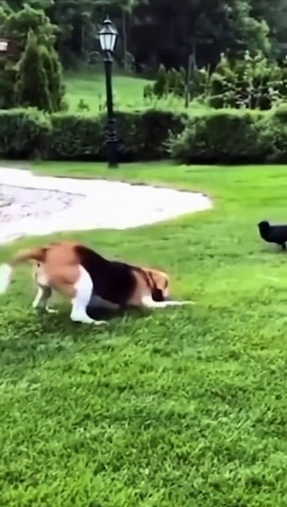 Funny dogs