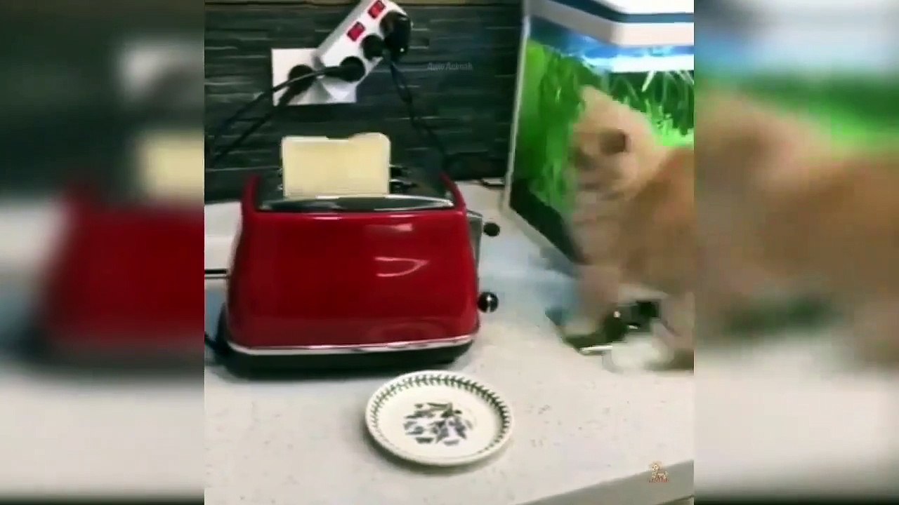 cat funny video