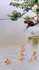 Tiger vs monkey | tiger vs lion