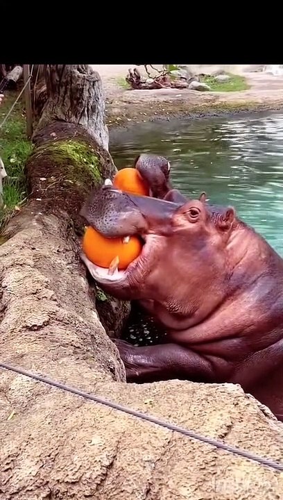 Hippos