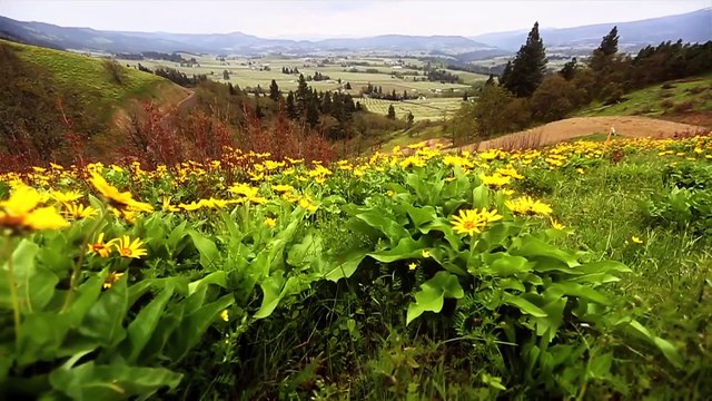 Fuchsia - Another Nail (Founded in Exeter, UK in 1967 - Disbanded in 1971 - Reformed in 2013 in Sydney, Australia Not to be confused with the flower (fuschia), this group took its name from Mervyn Peake's book Titus Groan .