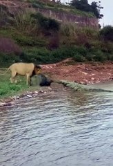 lion vs crocodile (wow amazing)