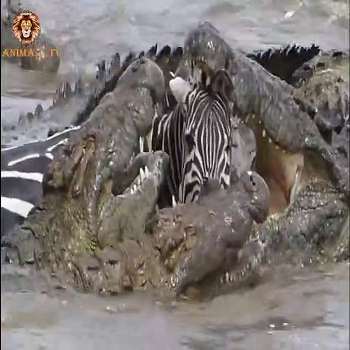Crocodile  attack zebra