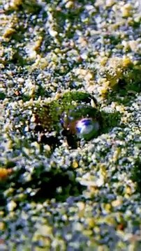 Tiny Cuttlefish Hides In The Sand