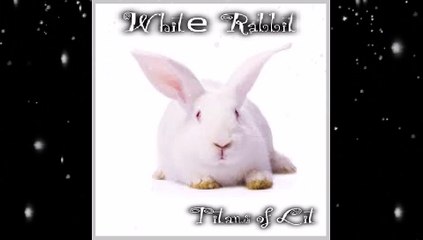 White Rabbit