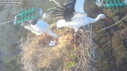 Caméras cigognes 2023 - incubation nid2
