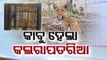 Leopard straying in Nuapada safely captured