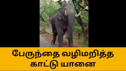 கூடலூர்: வனப்பகுதியில் பேருந்தை வழிமறித்த காட்டு யானை!