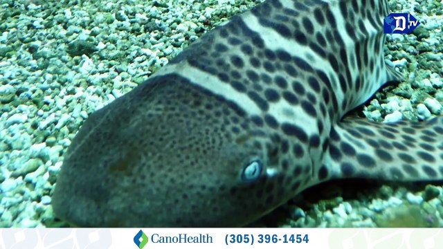 500 crías de tiburones cebra serán liberadas y devueltas a la naturaleza | La buena noticia