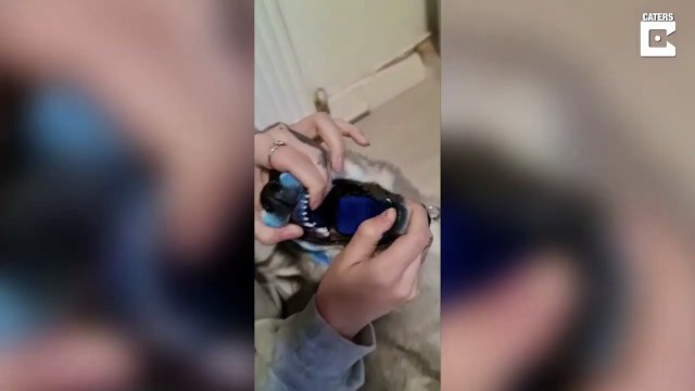 Ce chien a manger de la teinture bleue pour cheveux... oups