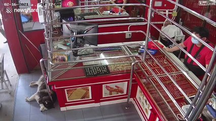 Un chien de garde pas très efficace