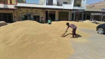 Procurement of wheat on support price started in Sangriya Mandi of Hanumangarh district, happiness among farmers