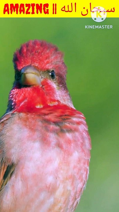Beautiful bird chirping||چڑیا کی چہچہاہٹ