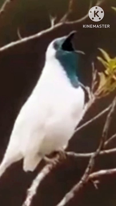 Smokey sparrow|| دھویں والی چڑیا