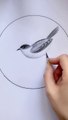 ArtStation galary| pencil drawing| how to draw birds