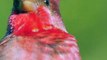 Beautiful sparrow|| sparrow chirping||red headed Sparrow