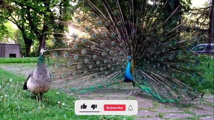 Amazing  Facts About peacock