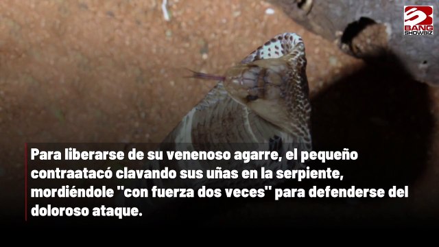 Muere una cobra tras ser mordida por un niño en la India