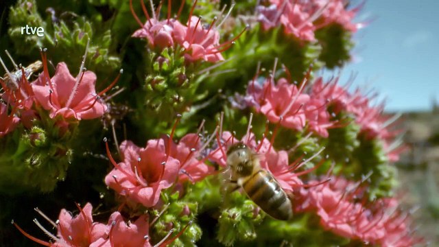 Islas Canarias. Las hijas del volcan