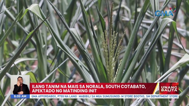 Ilang tanim na mais sa Norala, South Cotabato, apektado ng matinding init | UB
