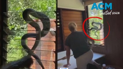 Woman swats inquisitive snake from window