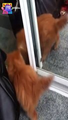 مناظر جميلة لقطه صغيرة وبرص ينظران لانفسهما  في المرآة بكل براءة