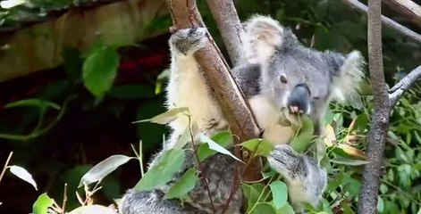 Absurd Planet S01 E08