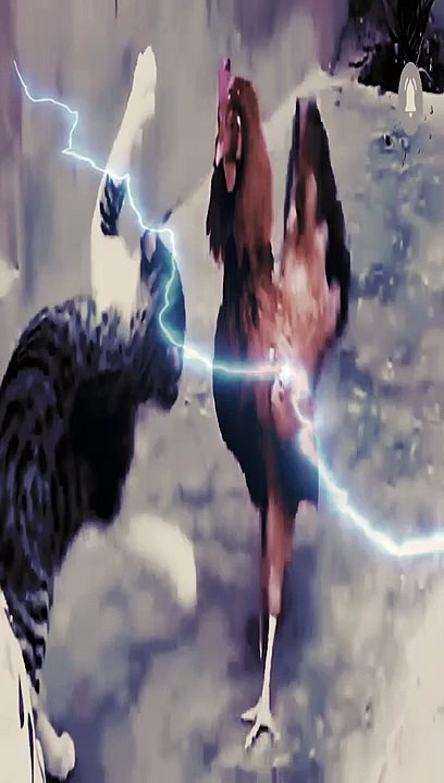 Roostervsdogs