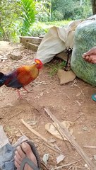 The national bird of Lanka