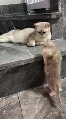 The kitten trying to get to the cat